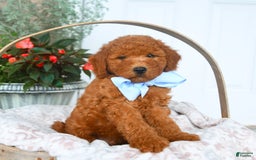 Bichpoo dogs for sale: Moose - Image 1