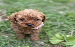 Toy Poodle dogs for sale: Pin - Image 1