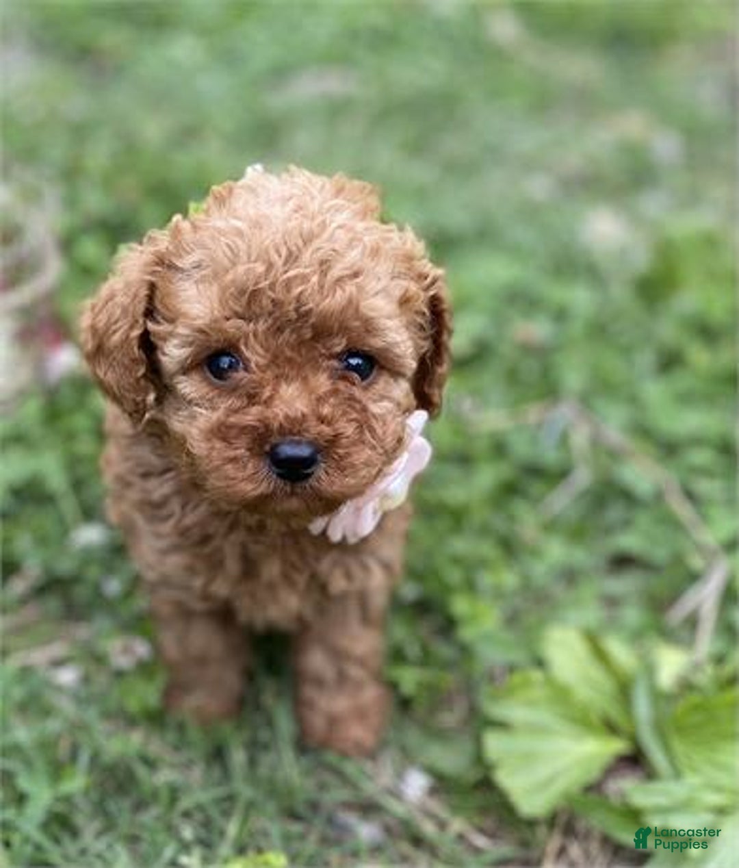 Toy Poodle dogs for sale: Pin - Image 1