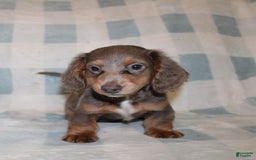 Miniature Dachshund dogs for sale: Bingo - Image 9