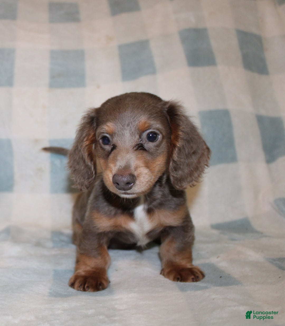Miniature Dachshund dogs for sale: Bingo - Image 9