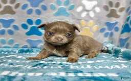 Chihuahua dogs for sale: Tobias Lavender Long Coat - Image 14