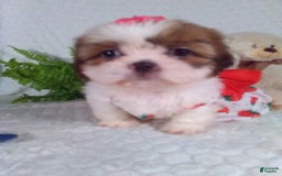 Shih Tzu dogs for sale: Baby - Image 3