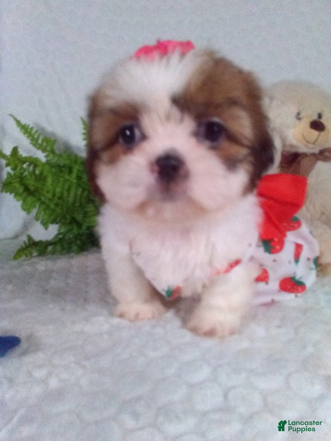 Shih Tzu dogs for sale: Baby - Image 3