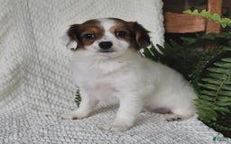 Havanese dogs for sale: Bessy - Image 4