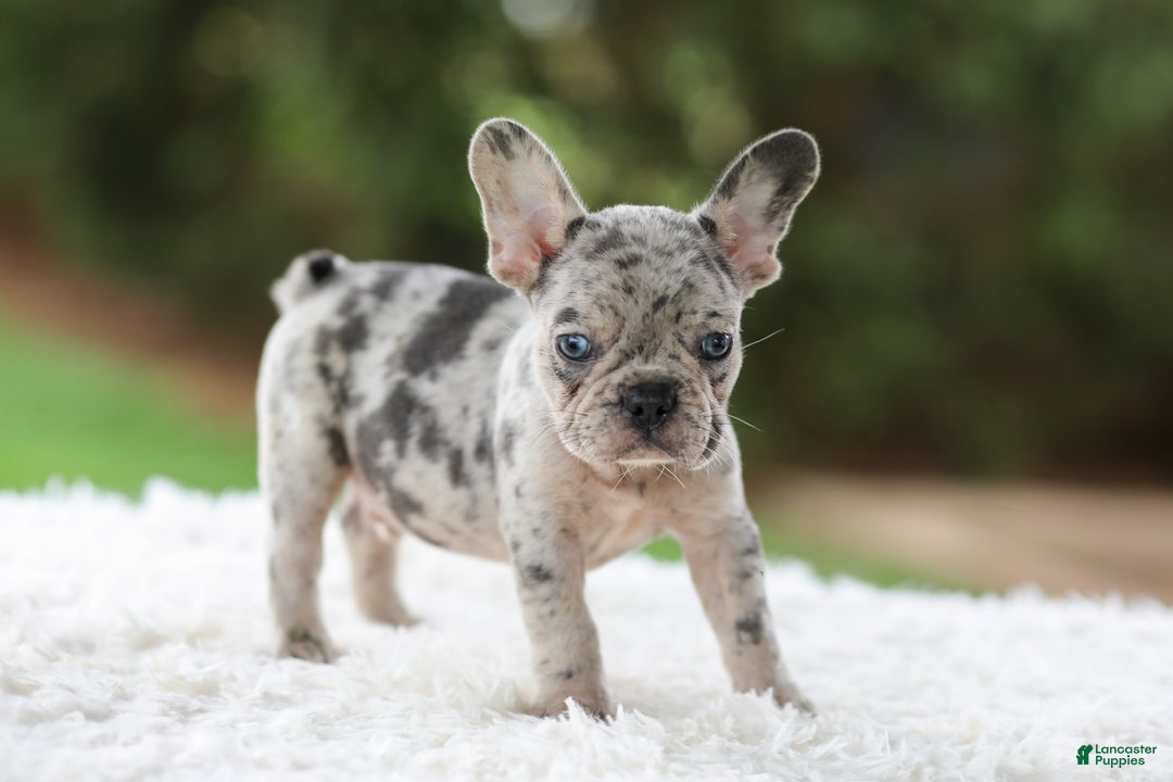French Bulldog dogs for sale: Victor - Image 2