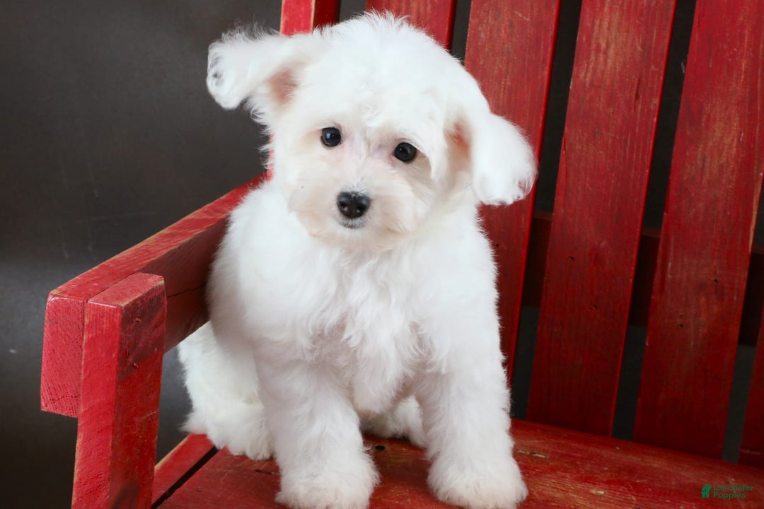 Yorkiepoo dogs for sale: Snow White - Image 5
