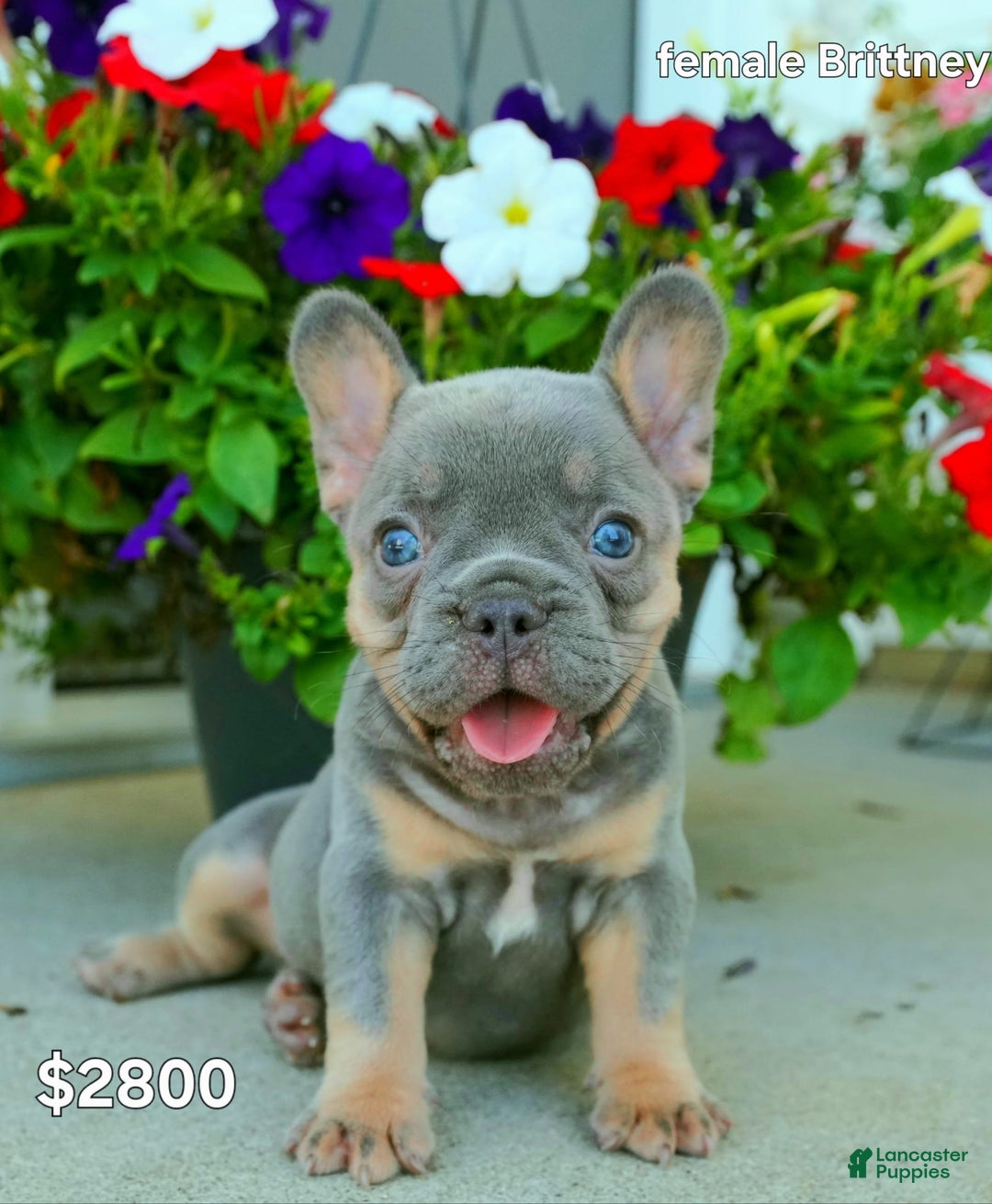 French Bulldog dogs for sale: Brittney - Image 1