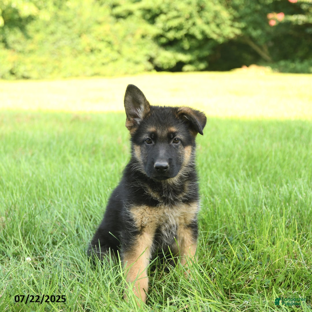 German Shepherd dogs for sale: German Shepherd 8 puppies - Image 9