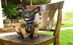 Belgian Malinois dogs for sale: Avalon - Image 4