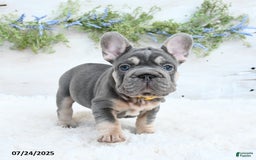 French Bulldog dogs for sale: Bubba - Image 1