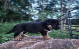 German Shepherd dogs for sale: Kimber - Image 10