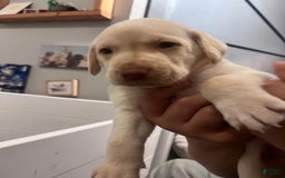 Labrador Retriever dogs for sale: Chalk - Image 2