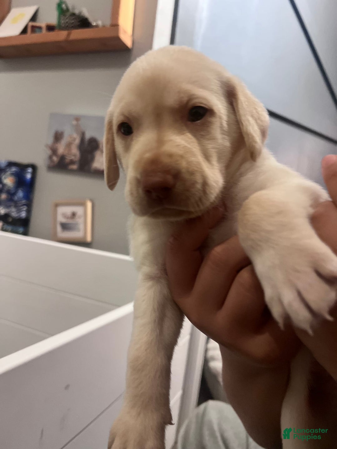 Labrador Retriever dogs for sale: Chalk - Image 2