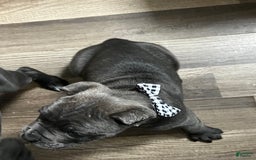 Cane Corso dogs for sale: Sandy - Image 2