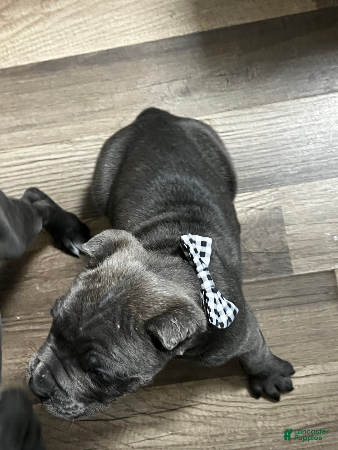 Cane Corso dogs for sale: Sandy - Image 2