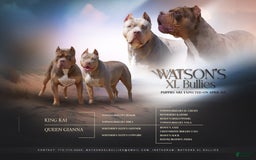 American Bully dogs for sale: Ms. Rose - Image 2