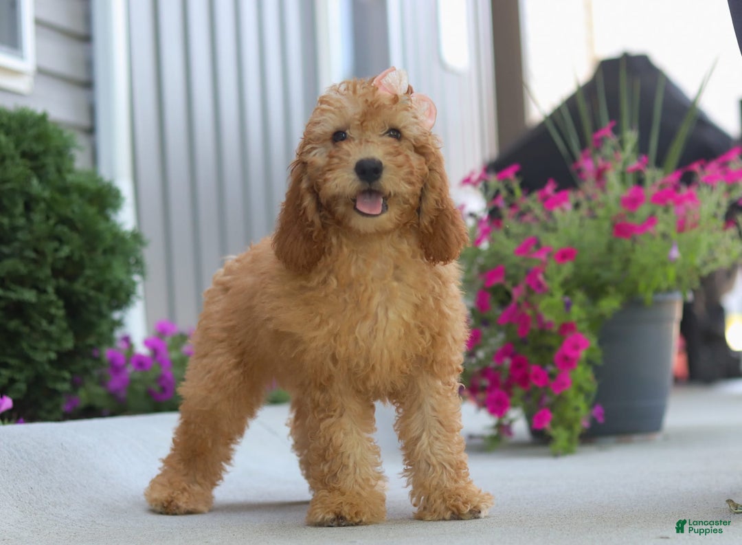 Goldendoodle dogs for sale: Sierra - Image 4