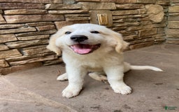 Great Pyrenees dogs for sale: Charlotte - Image 2