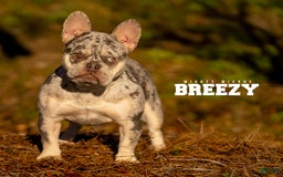 French Bulldog dogs for sale: Breezy - Image 1