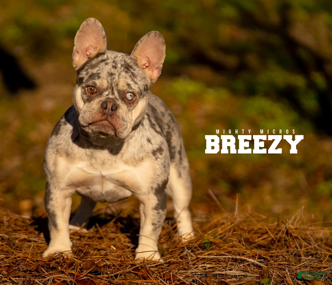 French Bulldog dogs for sale: Breezy - Image 1