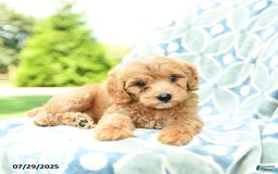 Cockapoo dogs for sale: Blueberry - Image 1