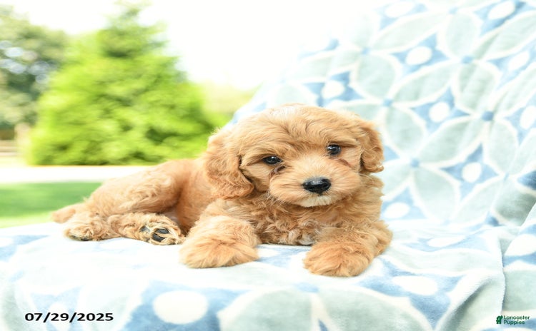 Cockapoo dogs for sale - Ad 2