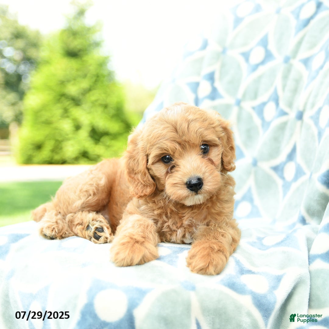 Cockapoo dogs for sale: Blueberry - Image 1