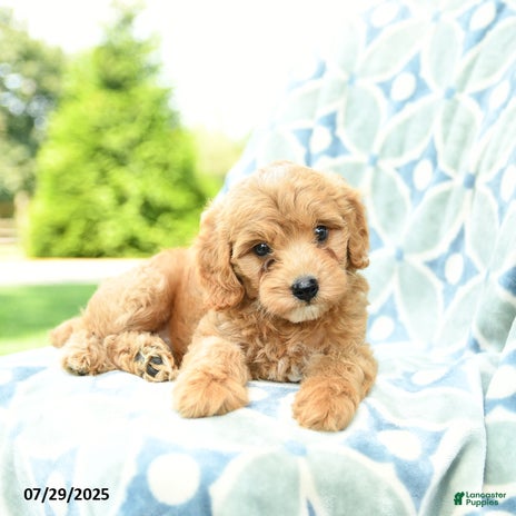 Cockapoo dogs for sale - Ad 2