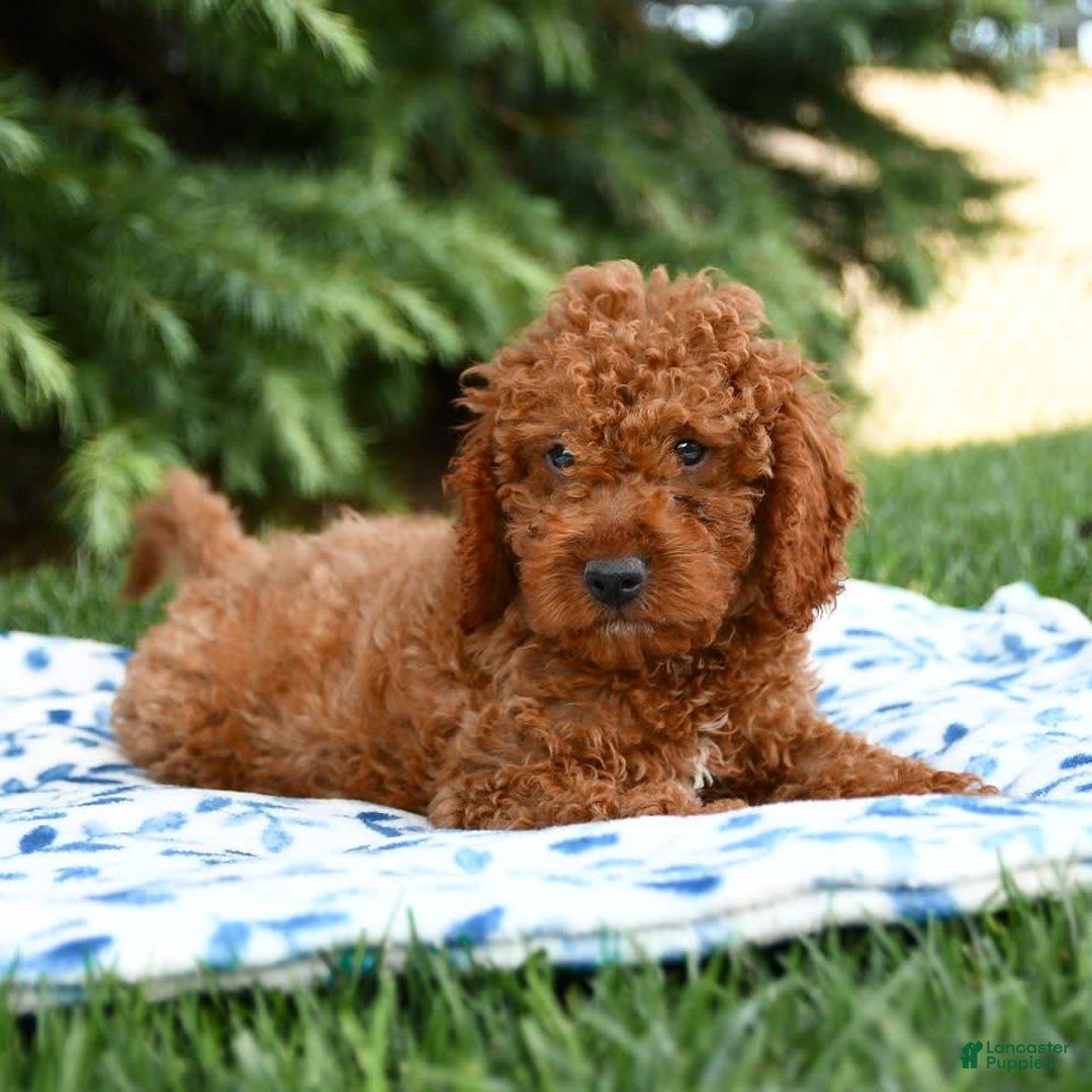 Mini Goldendoodle dogs for sale: Goose - Image 7