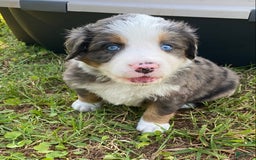 Australian Shepherd dogs for sale: Jesse James - Image 2