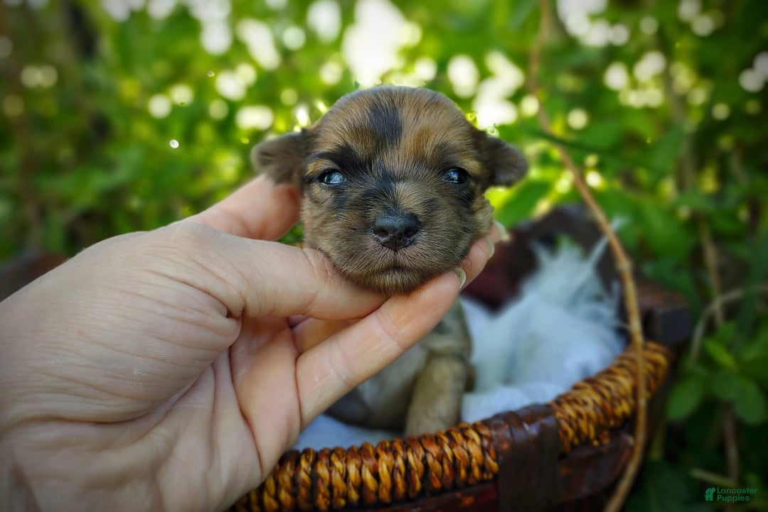 Morkie dogs for sale: Rare Gold Merle Beetle - Image 10