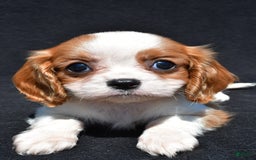 Cavalier King Charles Spaniel dogs for sale: Callie - Image 4