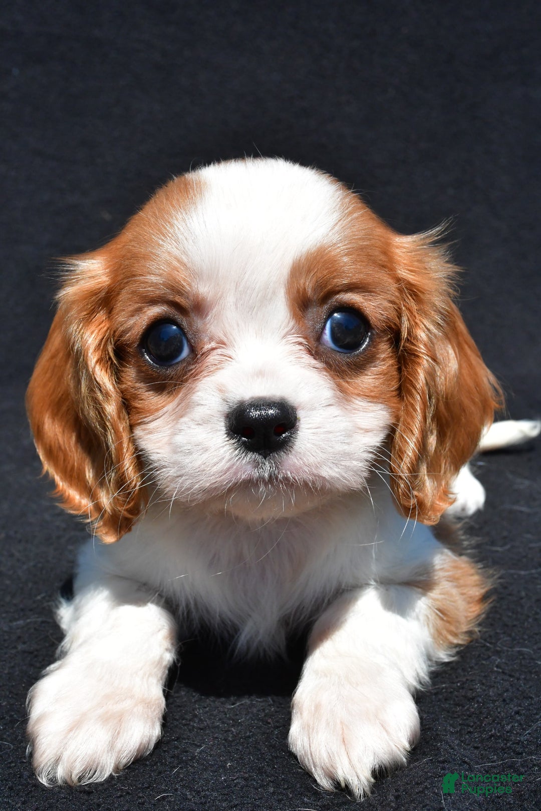 Cavalier King Charles Spaniel dogs for sale: Callie - Image 4