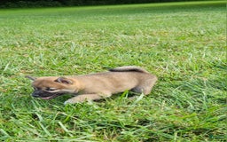 Shiba Inu dogs for sale: Rex - Image 3