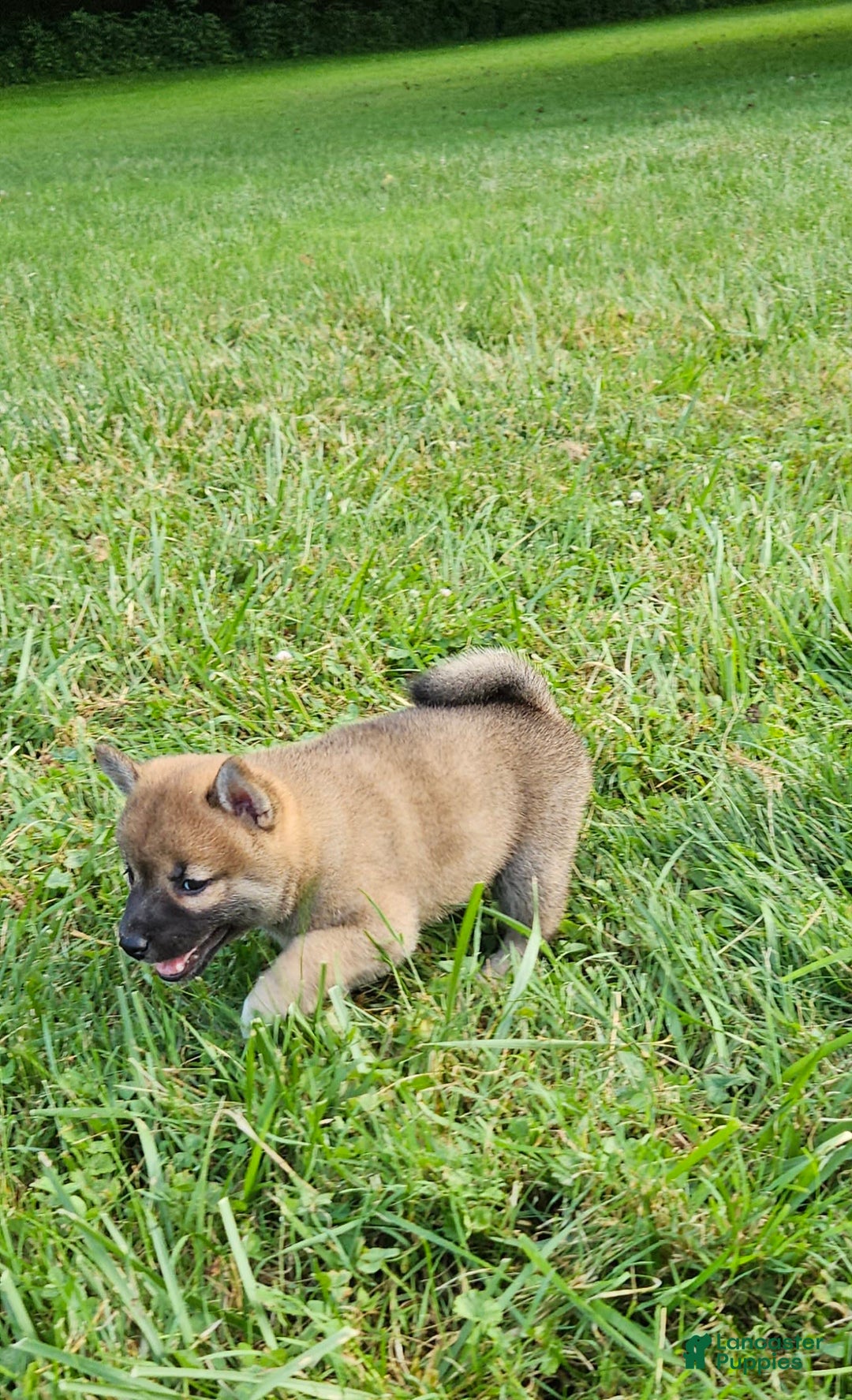 Shiba Inu dogs for sale: Rex - Image 3