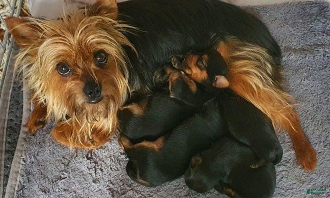 Yorkshire Terrier dogs for sale: Amy - Image 2