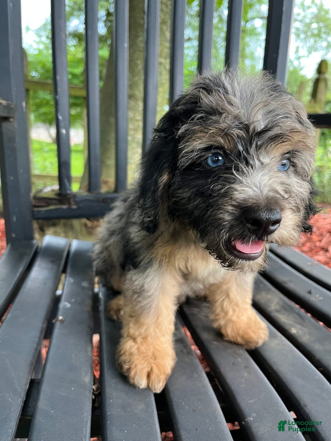 Mini Aussiedoodle dogs for sale: Canary - Image 18