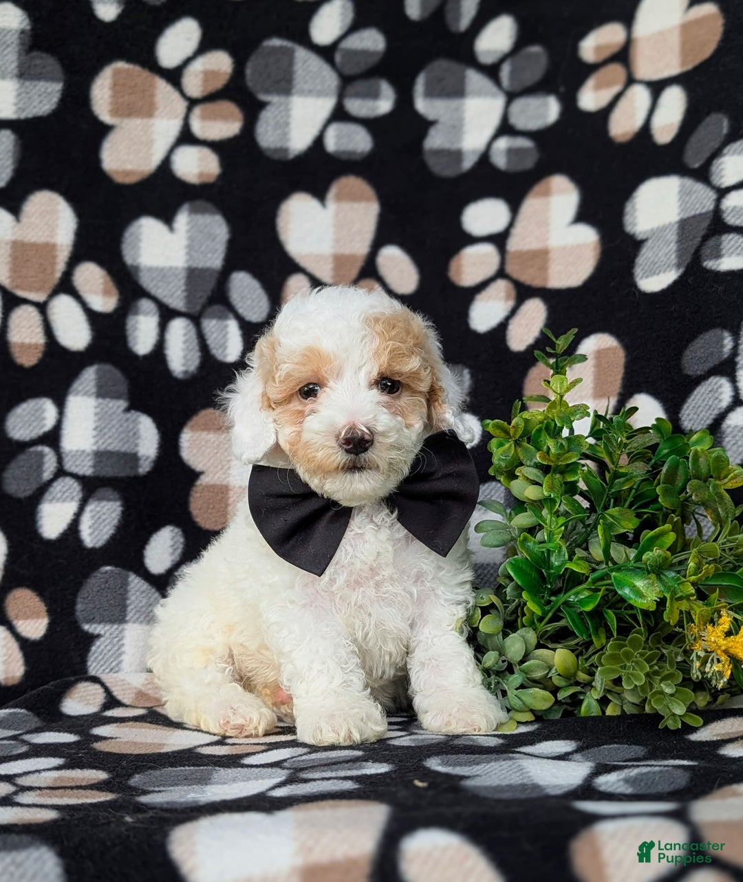 Miniature Poodle dogs for sale: Hartman - Image 2