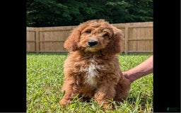 Irish Doodle dogs for sale: Vance - Image 2