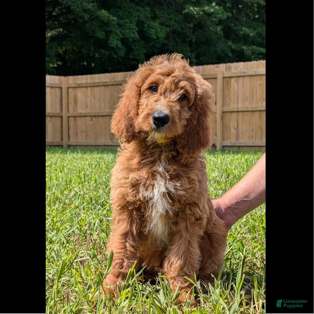 Irish Doodle dogs for sale: Vance - Image 2