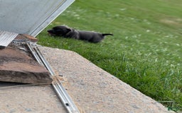 American Bully dogs for sale: Midnight - Image 4