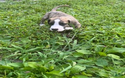 Great Dane dogs for sale: Doodle - Image 2