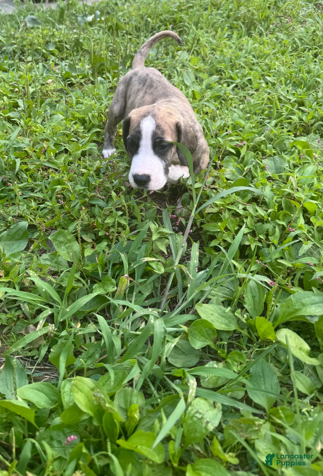 Great Dane dogs for sale: Doodle - Image 2