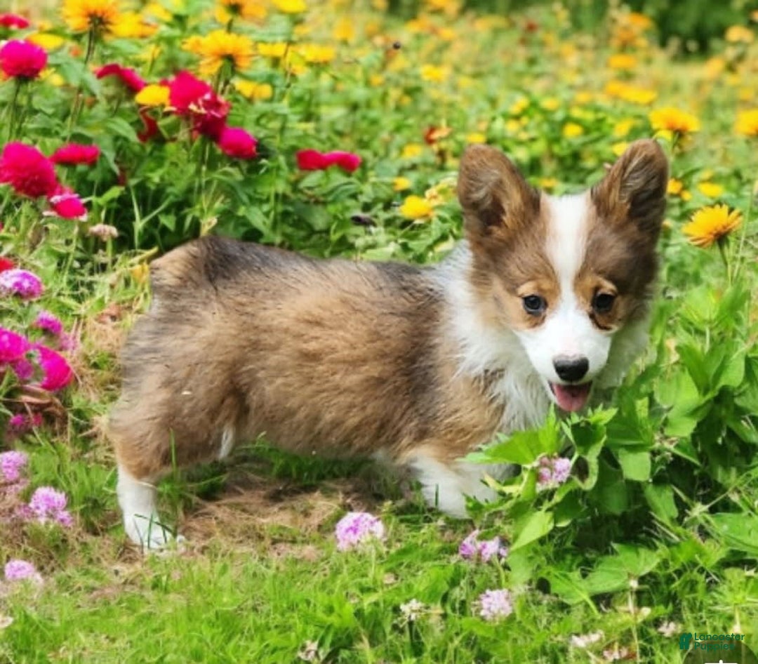 Welsh Corgi Pembroke dogs for sale: Teeka Fluffy - Image 8