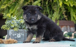 German Shepherd dogs for sale: Aspen - Image 1