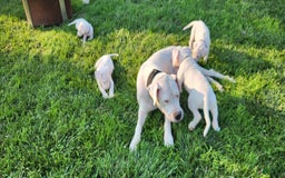 Dogo Argentino dogs for sale: Female - Image 3