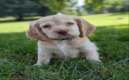 Cocker Spaniel dogs for sale: Riley - Image 4