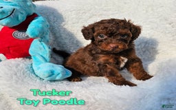 Toy Poodle dogs for sale: Tucker - Image 4