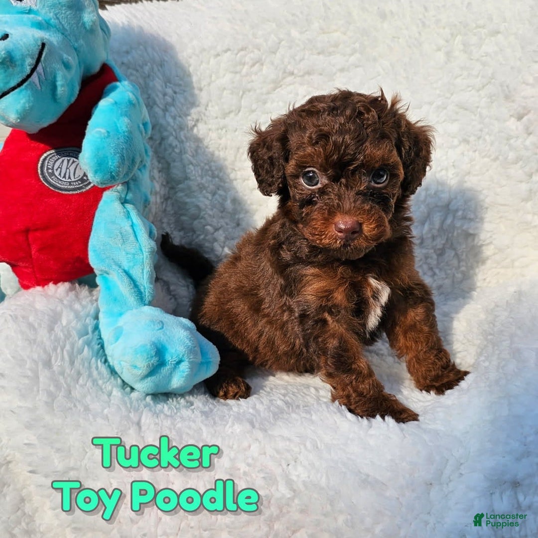Toy Poodle dogs for sale: Tucker - Image 4